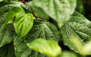 Green leaf water drops bokeh 7 - a green leaf free wallpaper