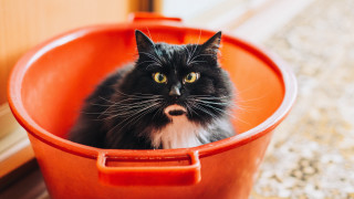 Black cat red bucket surprised 2 - dennis flanders free wallpaper