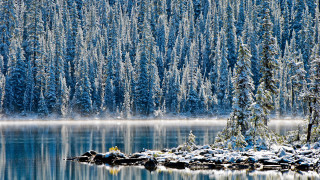 Snowy forest lake bob ross - the ground and trees free wallpaper