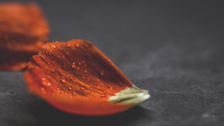Flower water droplets macro fire 2 - elinor proby adams free wallpaper