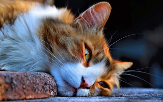 Cat rock sad blue eyes - its head on free wallpaper