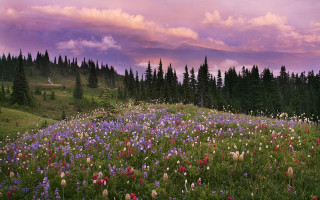 Flower field trees purple sky - a field of flowers free wallpaper