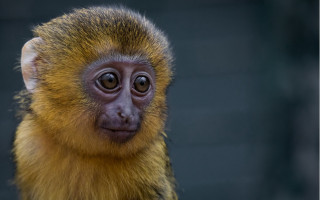 Small monkey long nose portrait 2 - alex petruk ape free wallpaper