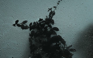 Plant window rain person astronaut - david budd free wallpaper