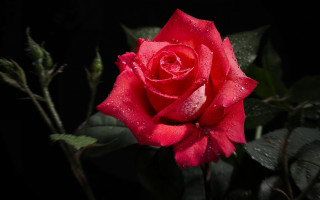 Red rose water droplets macro 10 - the dark background free wallpaper