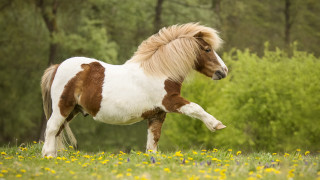 Small horse running flower field - flowing hair free wallpaper