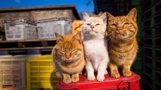 Three cats red chair yard - rayonism free wallpaper