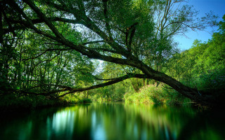 Tree river bench park sky - impressionist free wallpaper