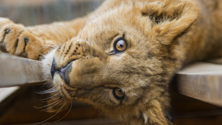 Lion cub playing curious animal - a curious look free wallpaper