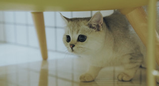 Sad cat big eyes under - computer art free wallpaper