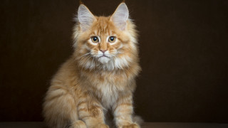 Fluffy orange cat sad blue - a sad look free wallpaper