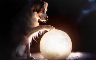 Dog ball moon night space - moon free wallpaper