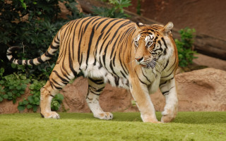 Tiger walking green field rock - a tiger free wallpaper