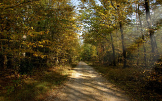 Dirt road fall leaves sunbeam - color free wallpaper