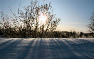 Snowfield trees sun blue sky - esther blaikie mackinnon free wallpaper