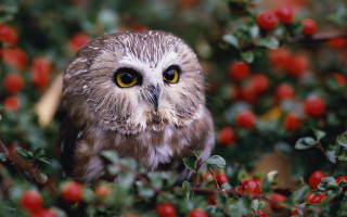 Owl berry bush wide eye - a small owl free wallpaper