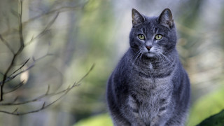 Cat tree branch serious focus - a serious look free wallpaper