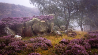 Large rock purple flowers foggy - purple flower and trees free wallpaper