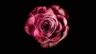 Pink rose dark room macro - soft free wallpaper