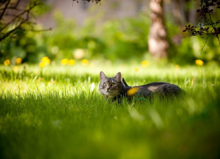 Cat grass sun leash tree - the sun free wallpaper