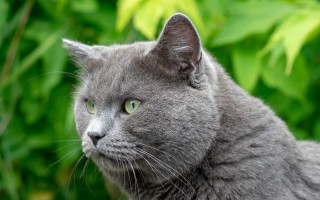 Gray cat green eyes bush - a gray cat free wallpaper