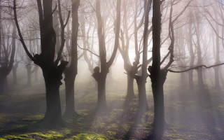 Foggy forest sunlight climbers magic - lot of trees free wallpaper