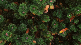 Tree leaves bird forest nature - a yellow bird free wallpaper