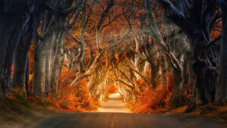 Tunnel of trees autumn leaves - both side of it free wallpaper