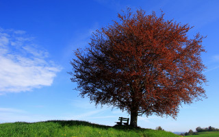 Tree bench hill autumn leaves - free 3d render wallpaper
