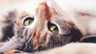 Cat laying on back photorealistic - its back free wallpaper