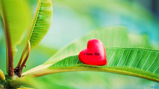 Red heart green leaf branch - felipe seade free wallpaper