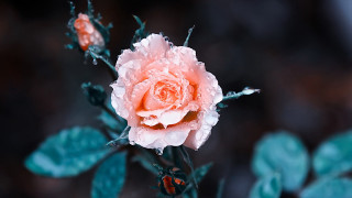 Pink rose water droplets macro 3 - the background free wallpaper
