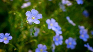 Blue flower butterfly bokeh daisy - the grass together free wallpaper