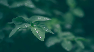 Green leaf water droplets bokeh 3 - a green leaf free wallpaper
