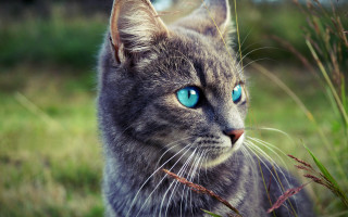 Cat blue eyes standing grass 2 - serious free wallpaper for desktop