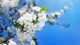 Branch white flowers green leaves 3 - a branch of a tree free wallpaper