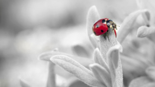 Ladybug flower macro blurry background - free nature wallpaper
