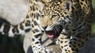 Leopard muzzle open sharp claws - its mouth wide open free wallpaper