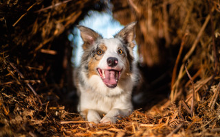 Dog hay straw autumn open - its mouth open free wallpaper