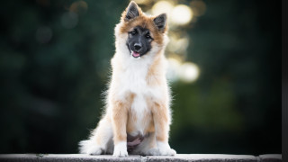 Dog ledge blurry background heroic - bauhaus free wallpaper