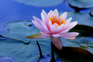 Pink flower lilies water pond - the water surface free wallpaper