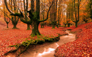 Forest stream autumn leaves fire 2 - tree trunk free wallpaper