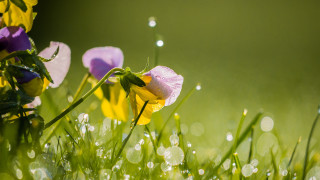 Flower field dew grass macro - a field of flowers free wallpaper