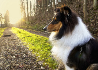 Dog woods sunlight photorealism lens - the tree and grass free wallpaper