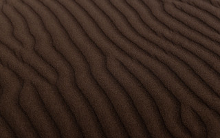 Sanddune bird brown background postminimalism - a small bird free wallpaper