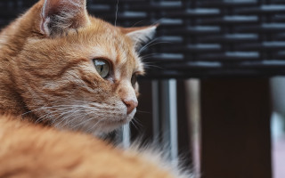 Cat sitting table blurry background - carlos catasse free wallpaper for desktop