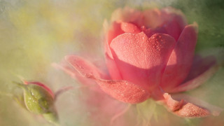 Pink flower water droplets bud - cindy wright free wallpaper
