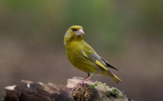 Yellow bird perched branch woods 2 - a yellow bird free wallpaper
