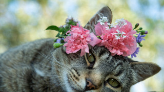 Cat flower crown laying table - glamor pose free wallpaper