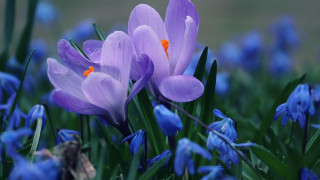 Purple flower bokeh blue butterfly - blue flower free wallpaper for desktop